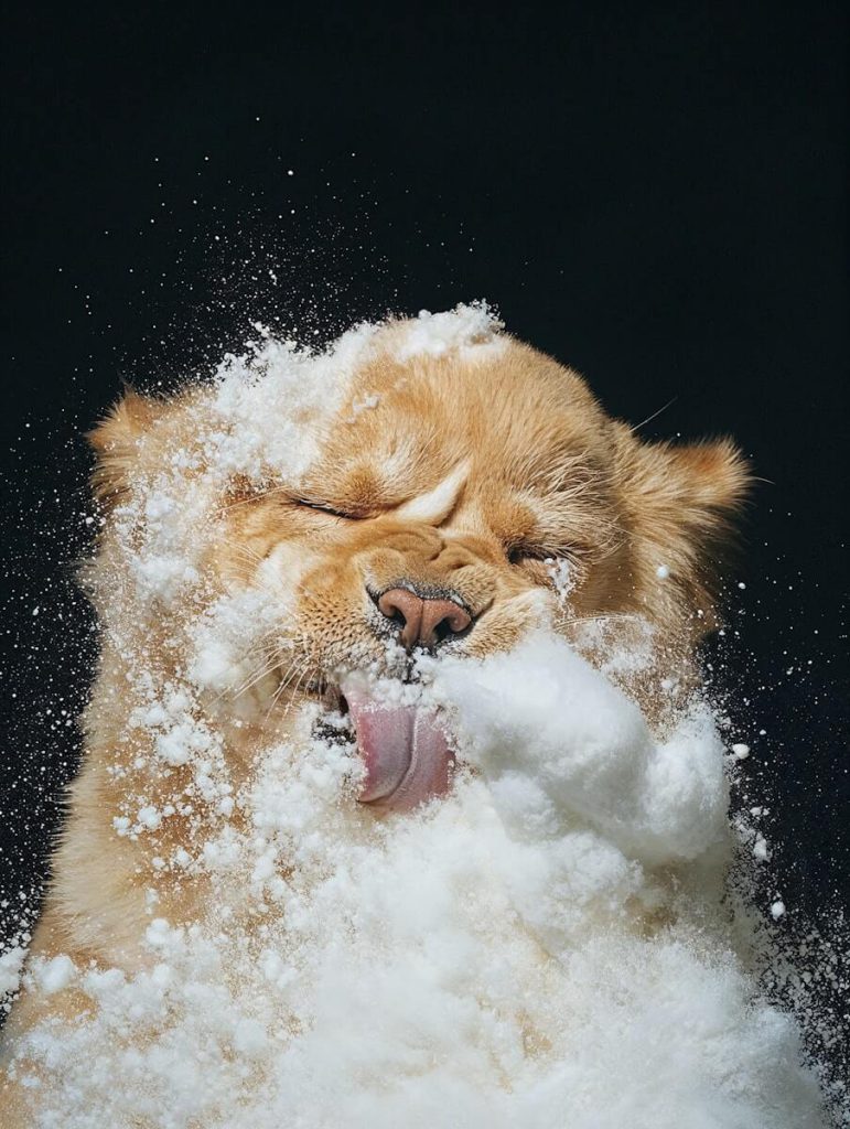 Dog Covered in Snow Mid-Shake on Black Background